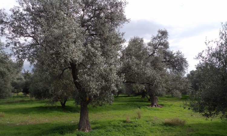 Unsere Olivenhaine - Lage