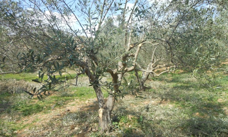 Pflege von Olivenbäumen