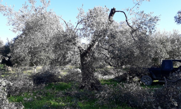 Pflege von Olivenbäumen