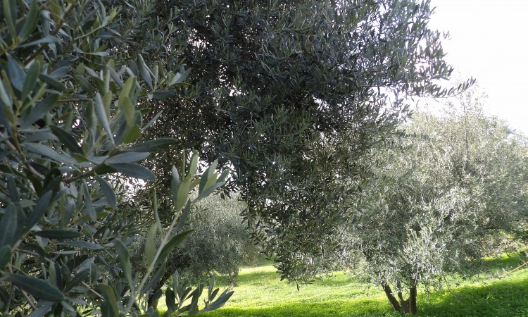 Unsere Olivenhaine - Lage