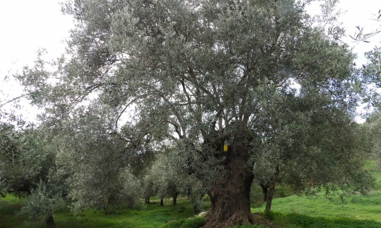 NOS OLIVERAIES